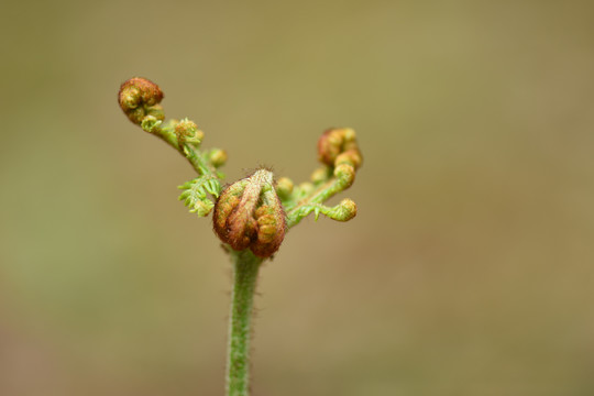 蕨菜龙爪菜