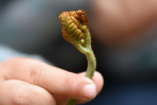 蕨菜龙爪菜