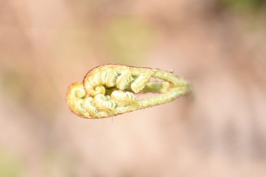 蕨菜龙爪菜