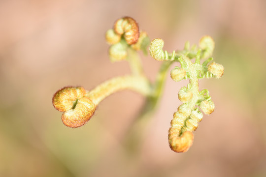 蕨菜龙爪菜