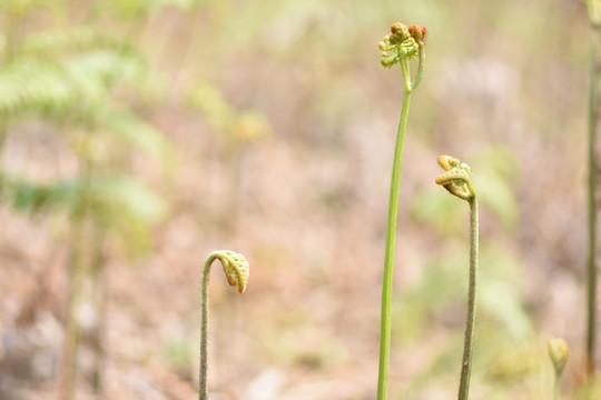 蕨菜龙爪菜