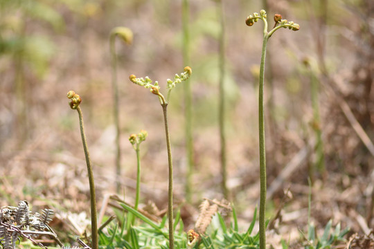 蕨菜龙爪菜