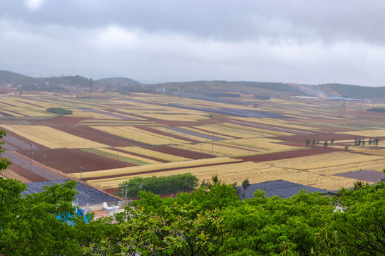 麦田麦穗田园风光