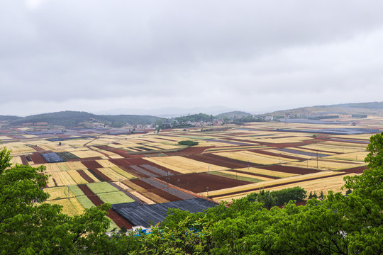 麦田麦穗田园风光