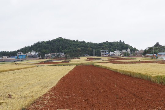 麦田麦穗田园风光