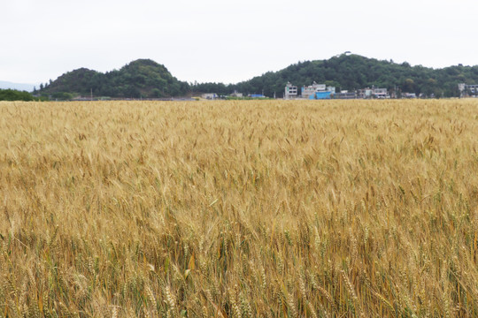麦田麦穗田园风光