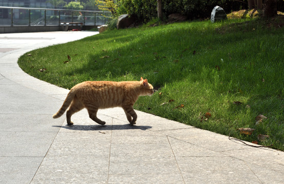 流浪猫