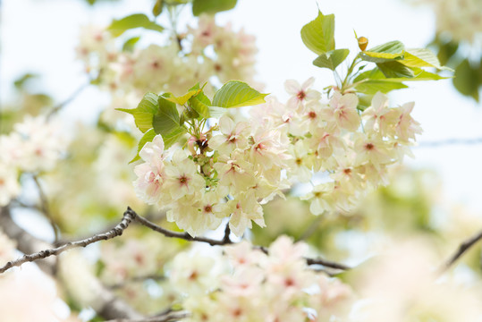 樱花