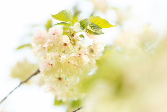 樱花