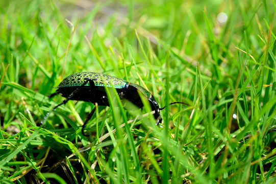 草地上的甲虫
