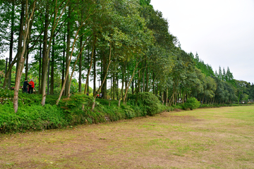 绿树草地风景