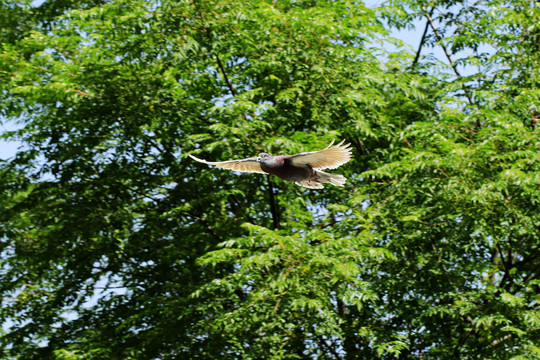 鸽子在树梢滑翔