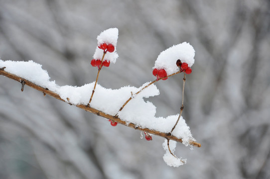 雪中的红色果实