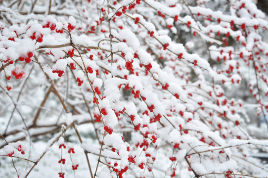 雪中的金银木