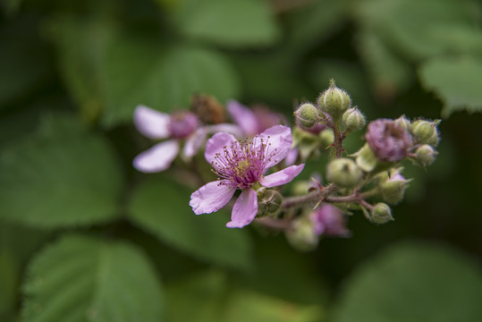 野生黑莓花