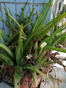 盆栽芦荟