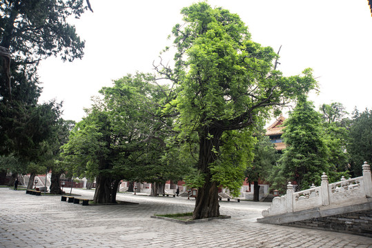 北京孔庙国子监古树