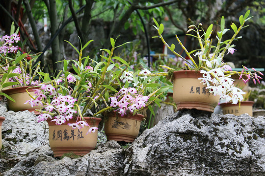 金钗石斛盆景花开