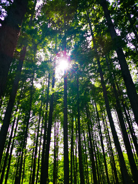 有阳光的水杉树林