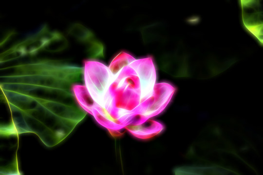 荷花