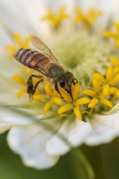 在黄色花蕾上采食花蜜的中华蜜蜂