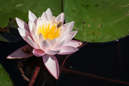 蜜蜂在睡莲花花蕊上采蜜