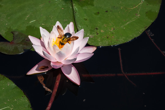 大黄蜂在睡莲花花蕊上采蜜