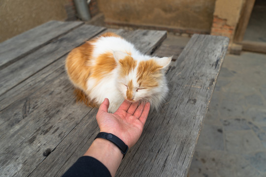 乡村院落桌子上的猫咪