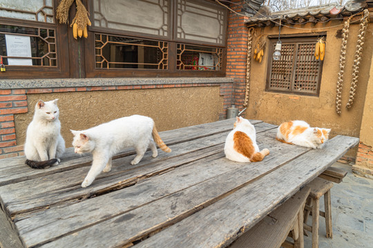 乡村院落桌子上的猫咪