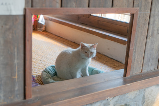 乡村室内休息的宠物猫