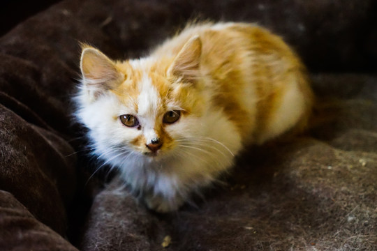 乡村室内休息的宠物猫