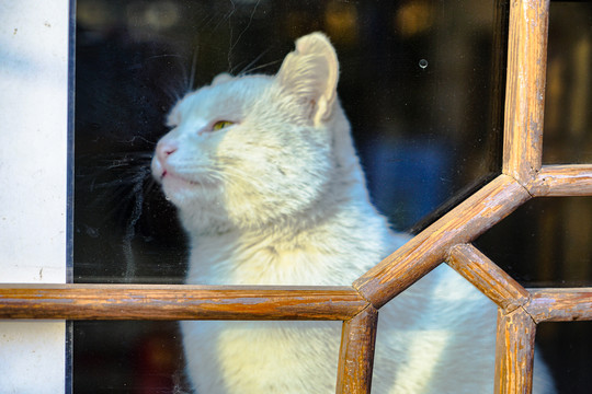 木窗后的白猫
