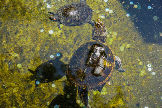许愿池中的乌龟鳄龟巴西龟