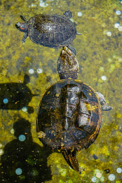 许愿池中的乌龟鳄龟巴西龟