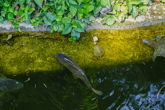 河边的鲤鱼乌龟在水面