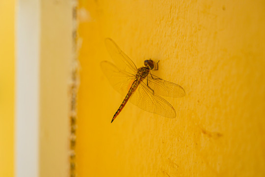 黄色墙壁上的蜻蜓