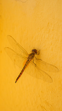 黄色墙壁上的蜻蜓