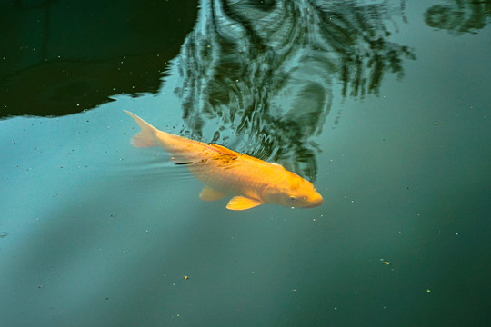 水面金色的鲤鱼锦鲤观赏鱼