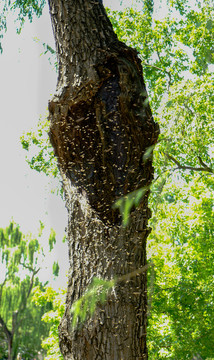 一群马蜂胡峰在树干上