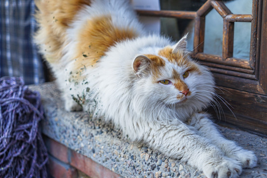 乡村窗台上的猫在伸懒腰