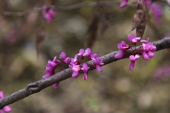 春天的脚步紫荆花