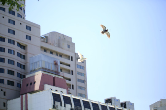 鸽子在城市上空飞行