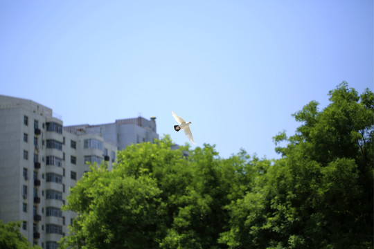 鸽子在城市飞翔