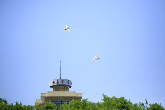 两只鸽子飞过城市上空