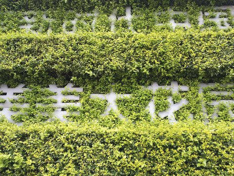 绿叶植物墙花卉字