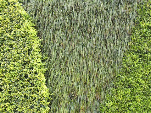 植物墙绿叶装饰