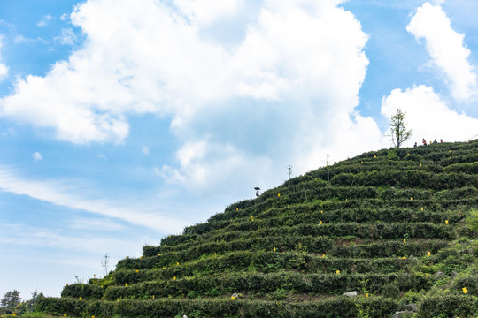 南岳云雾茶茶山