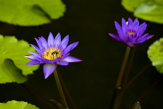 紫色莲花