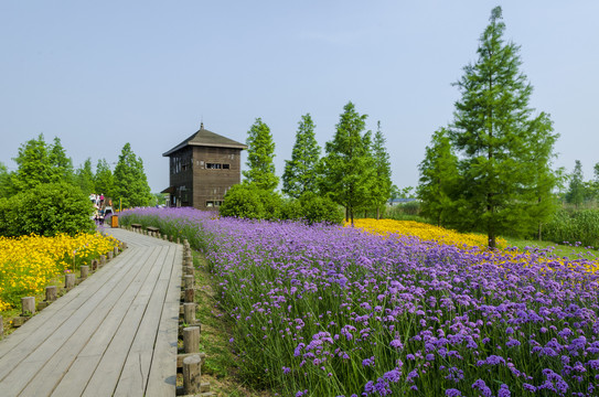 上海青西郊野公园花草风景