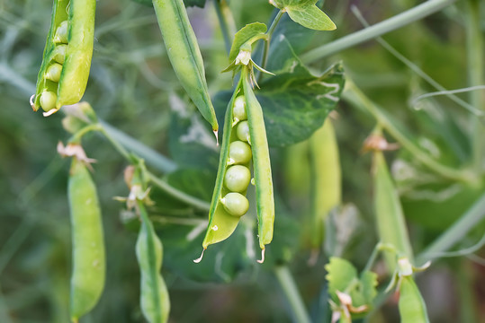 豆荚